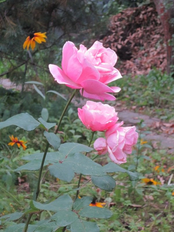 Розовые розы - Дмитрий Никитин
