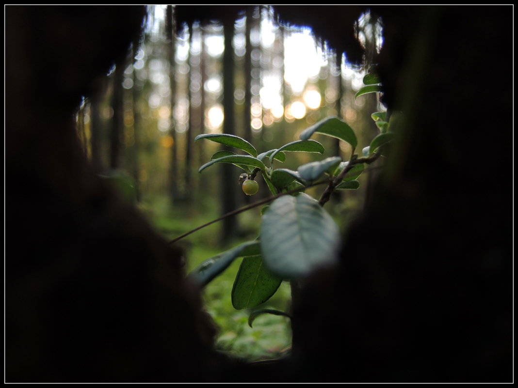 окно в лесу - sv.kaschuk 