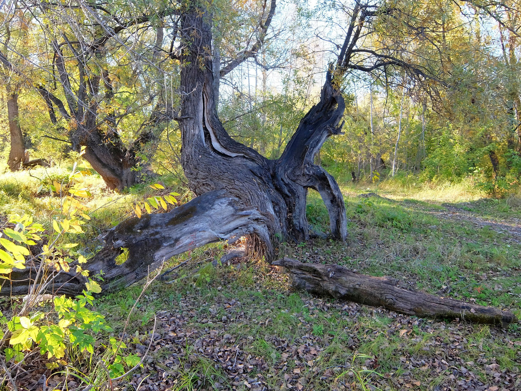 Старое расщепленное дерево - Elena Sartakova