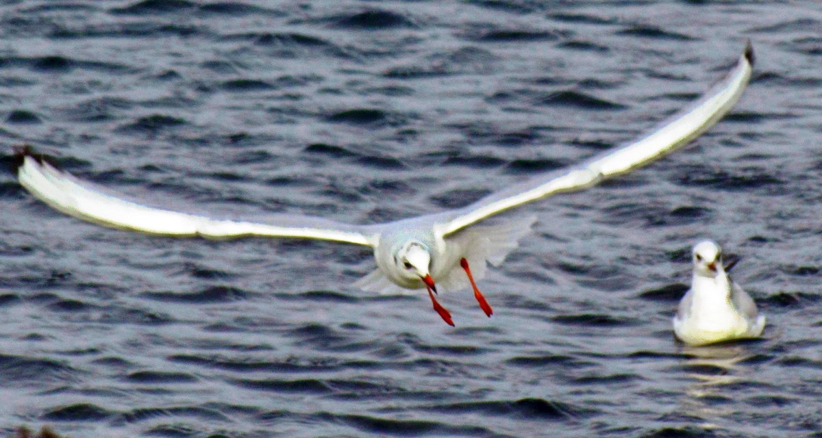 Jonathan Livingston Seagul - Дядюшка Джо