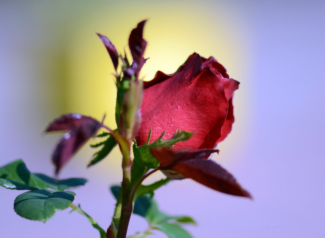 Red rose - Олег Шендерюк