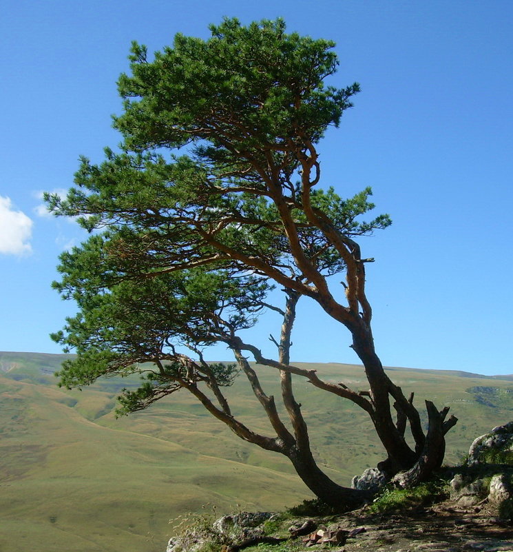 Адыгея. Плато Лаго-Наки - татьяна 