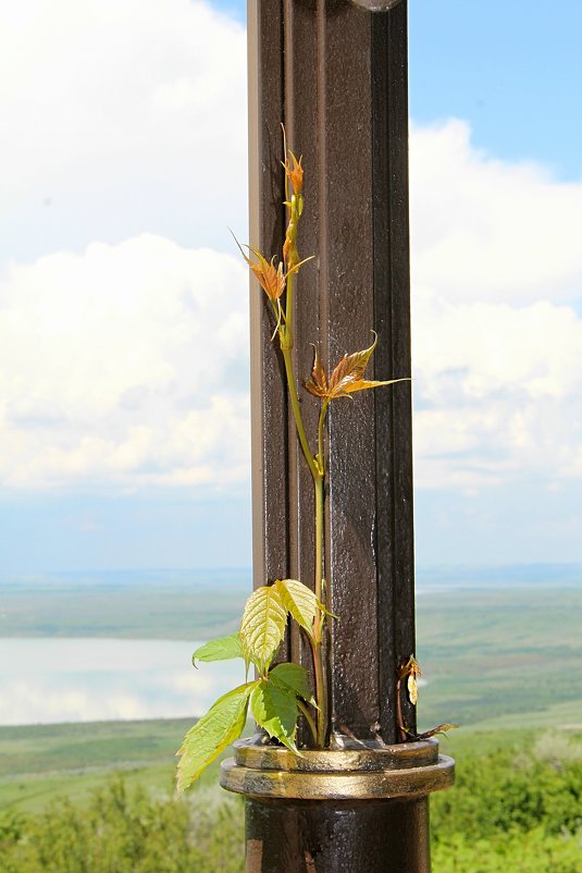 Жажда Жизни - Светлана Попова