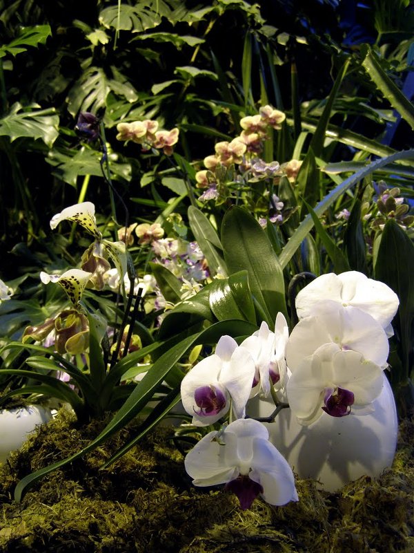 IV Зимний фестиваль орхидей в пальмовой оранжерее - Анна Воробьева