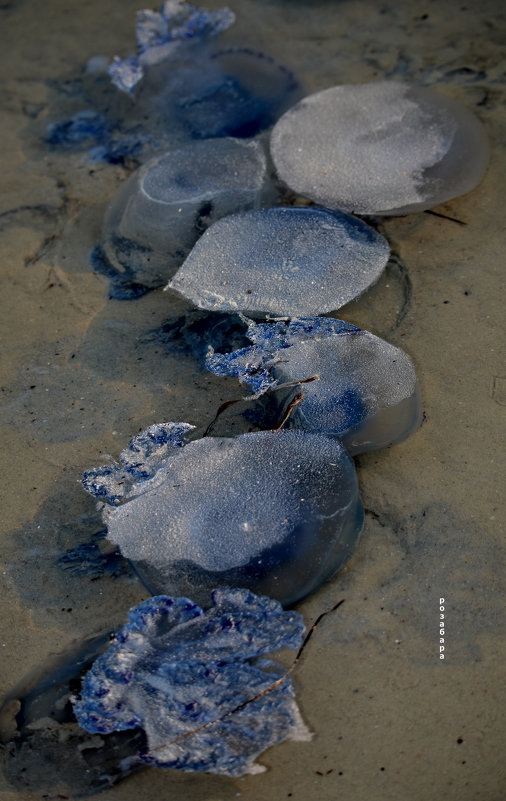 Спящие медузы - Ксения Забара