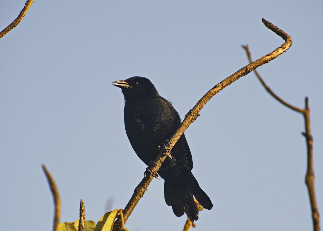 Питомцы Перу. черный дрозд (Scrub Blackbird) - Svetlana Galvez