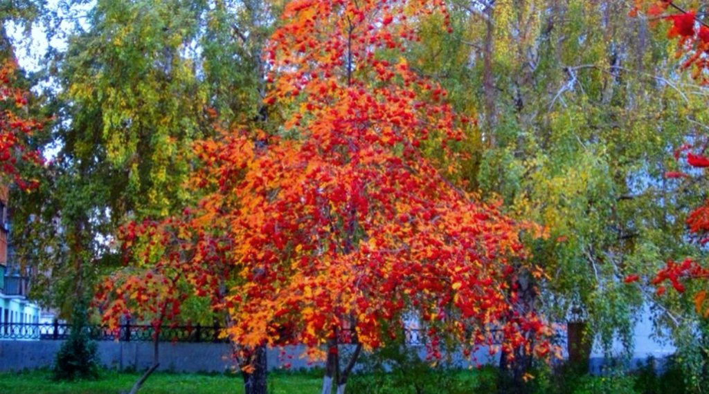 Осень - Горкун Ольга Николаевна 