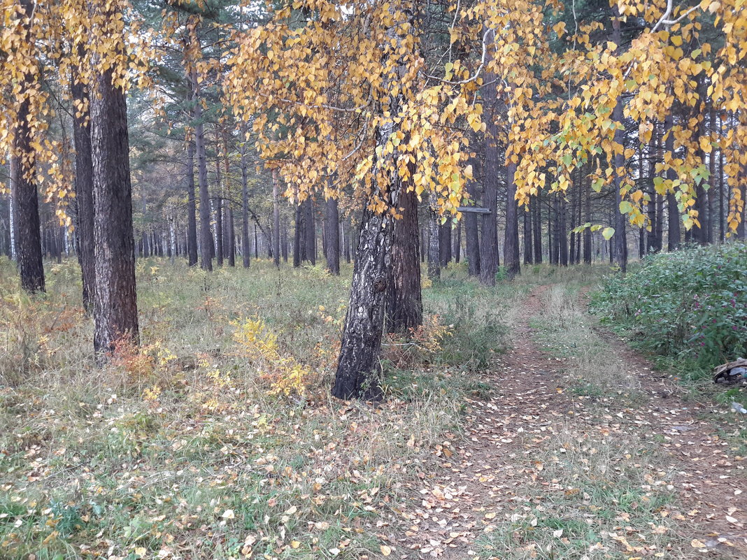 Дорога в лес - Глен Ленкин