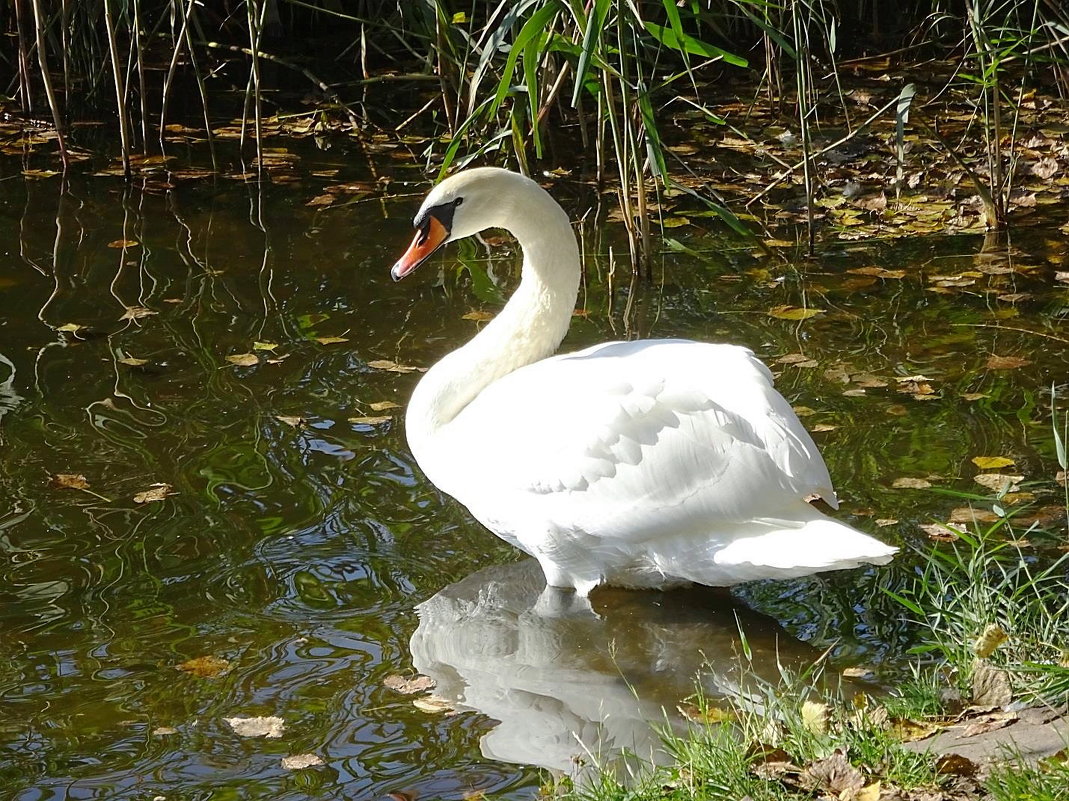 Лебеди на озере в парке - Маргарита Батырева