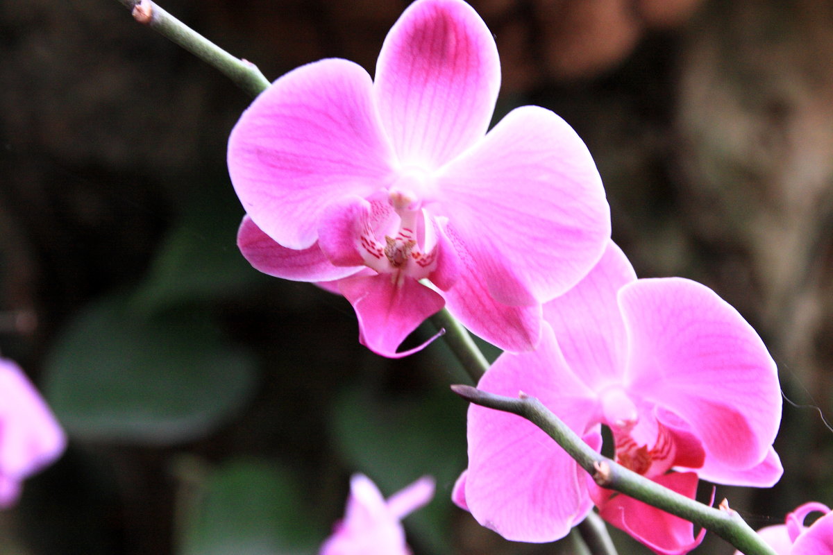 Орхидея - Fiodor 