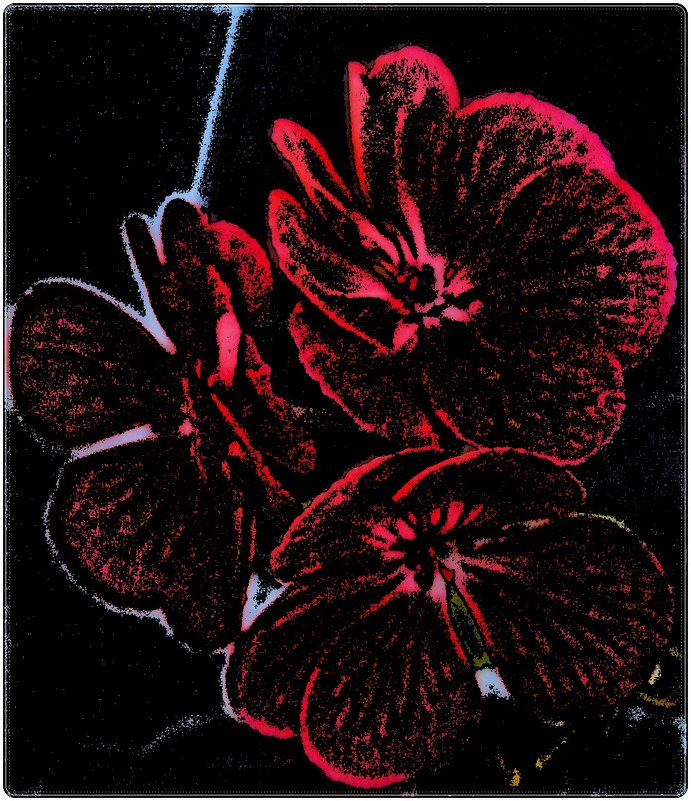 Цветы герани - Нина Корешкова