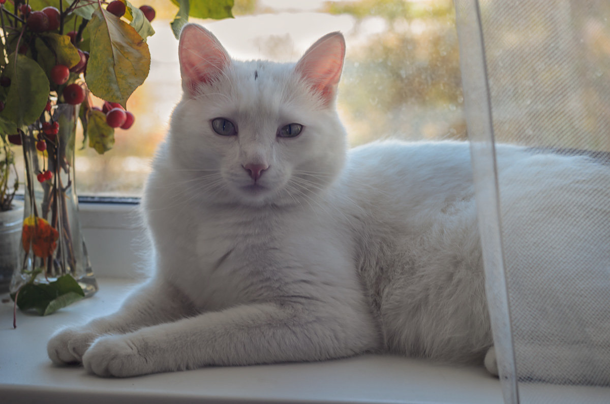 Белый кот - Елена Ел