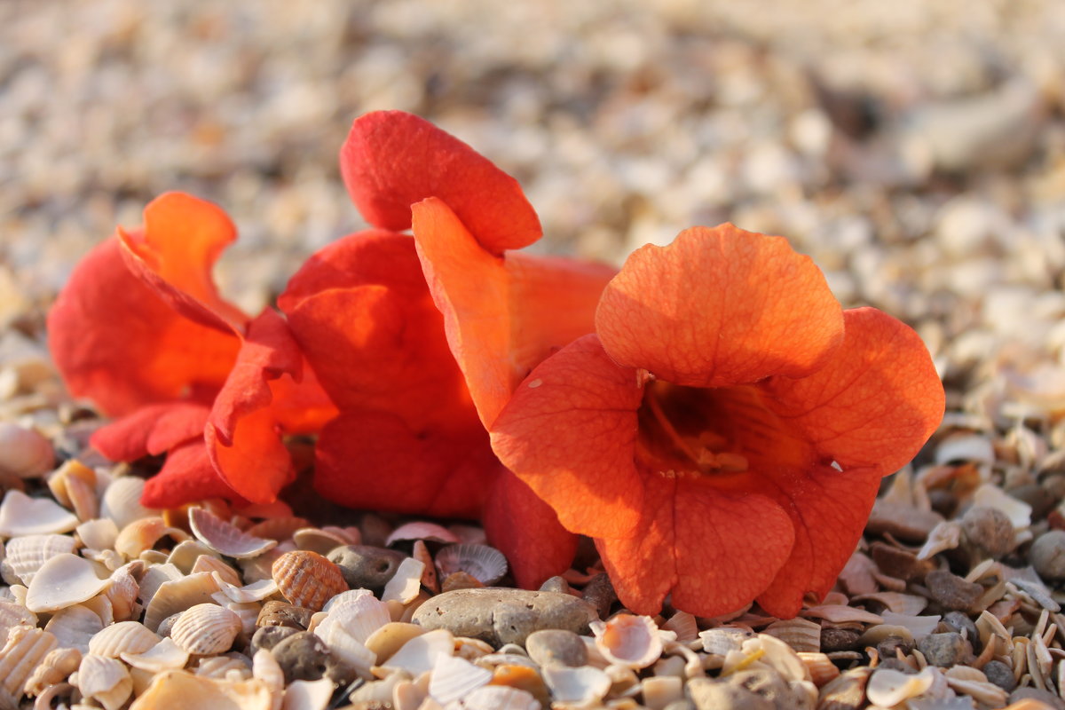 Цветы на пляже - Александр Казаков