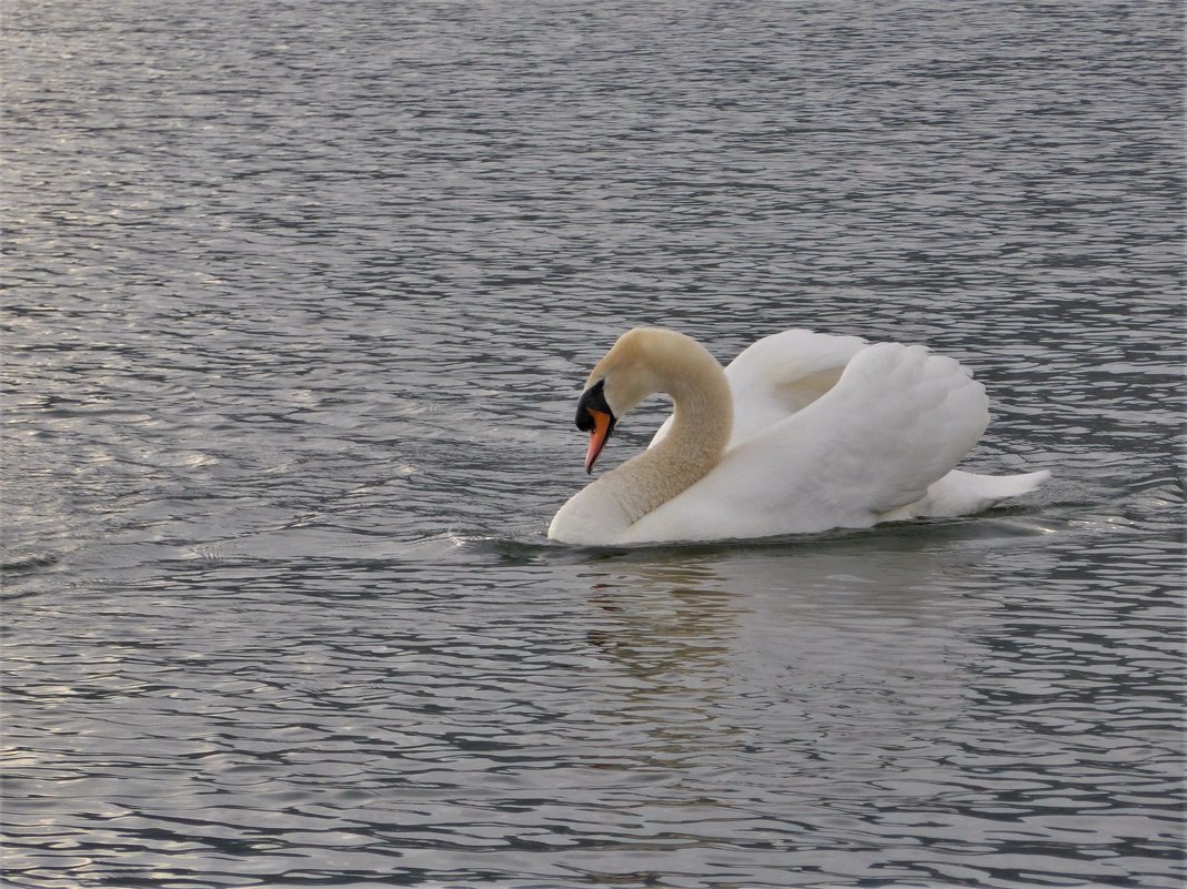 Белый лебедь на пруду - Nata_li В.