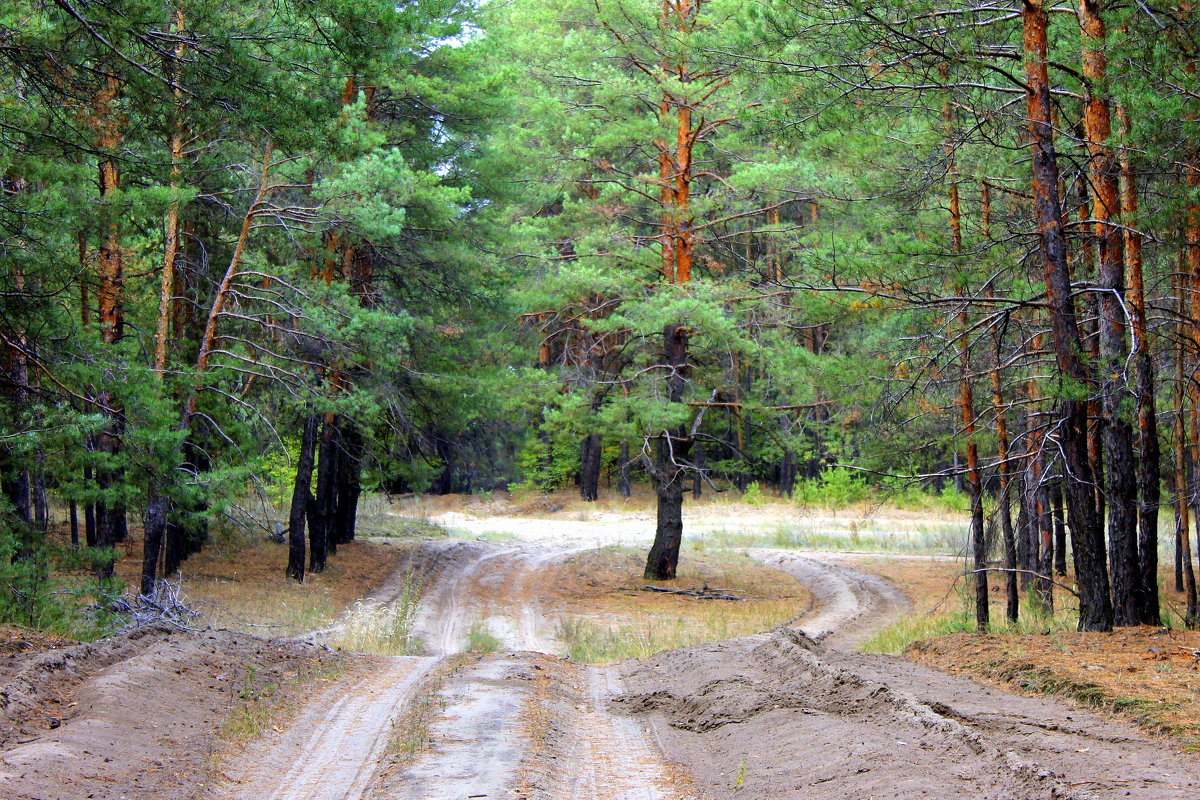 В сосновом лесу. - Валентина ツ ღ✿ღ