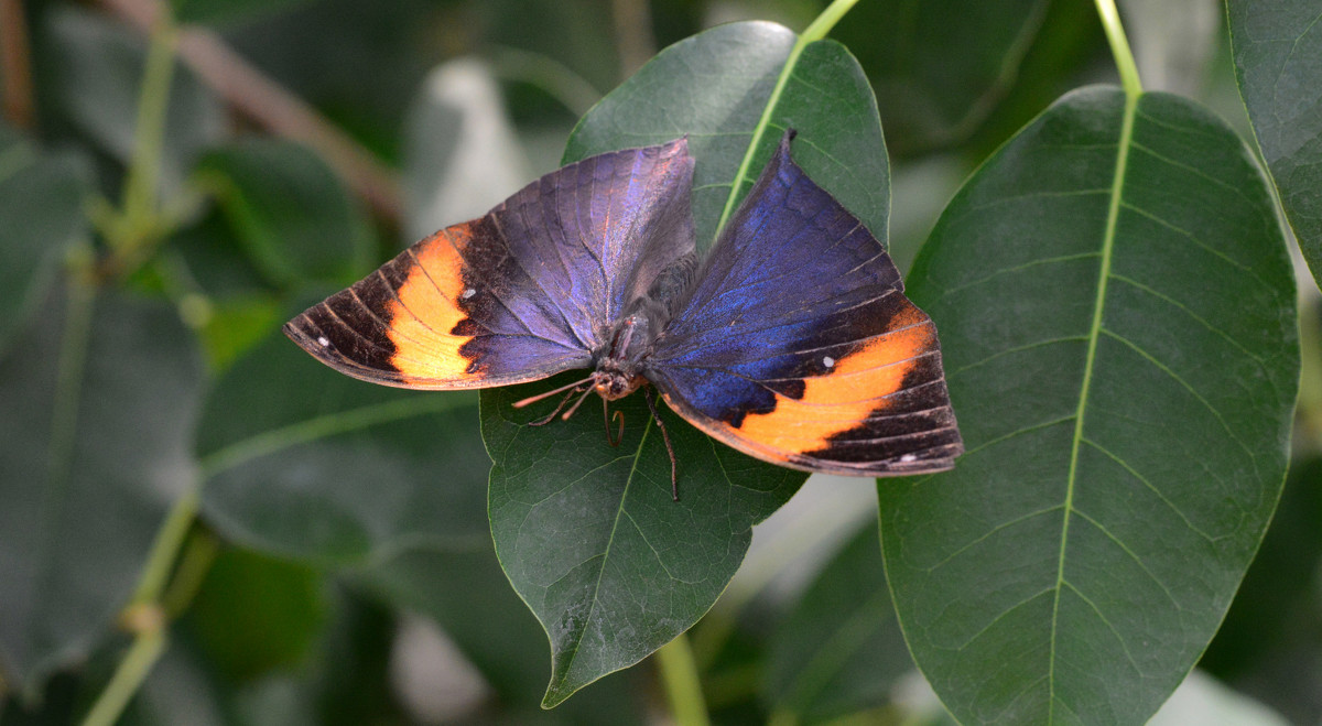 Butterfly on the leave - Дмитрий Каминский