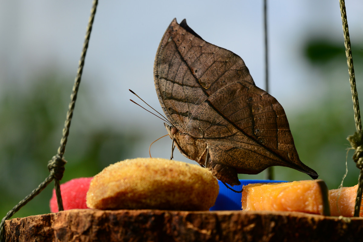 butterfly in camouflage - Дмитрий Каминский