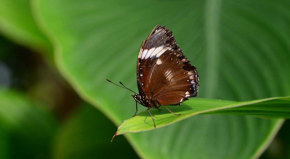 Butterfly-scout - Дмитрий Каминский