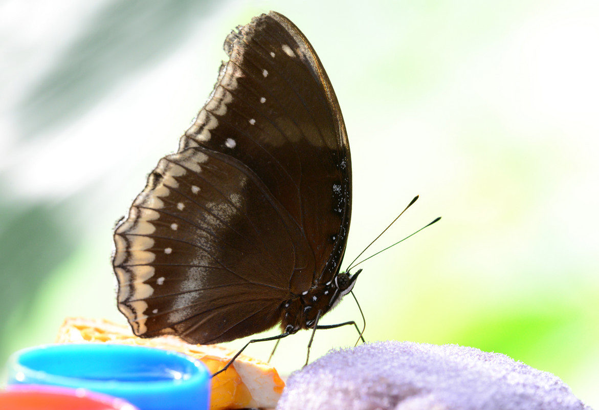 Feeding butterfly - Дмитрий Каминский