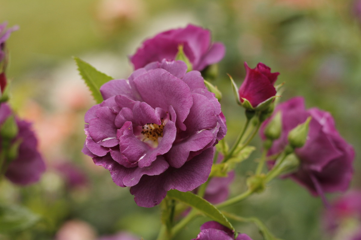 Фиолетовая роза - esadesign Егерев