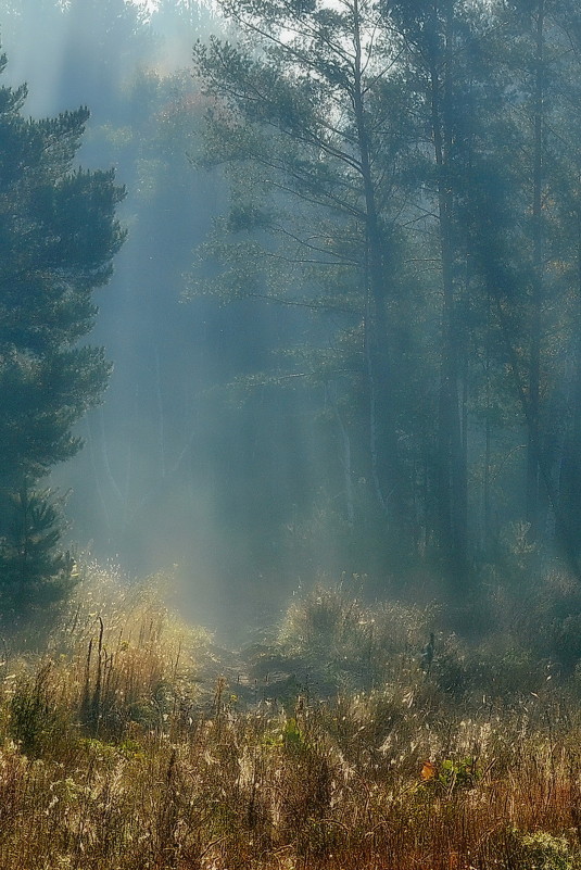 Утро в сосновом лесу - Сергей Золотухин