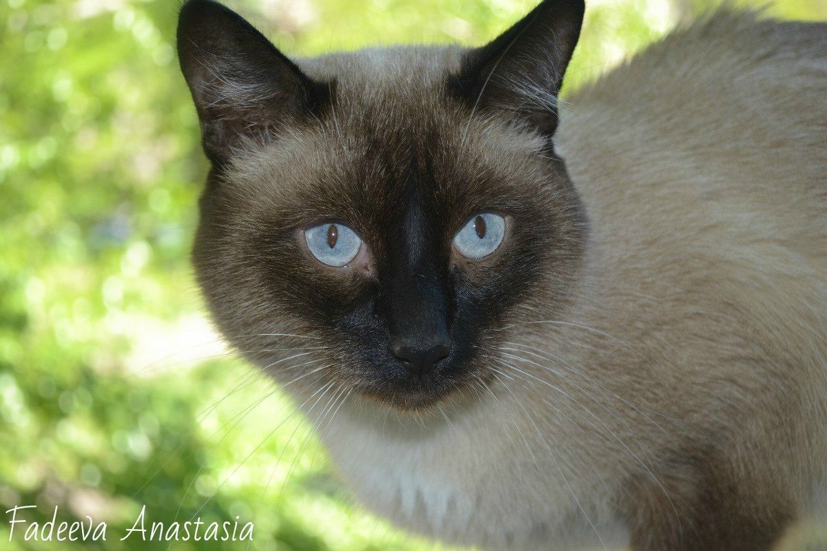Мой любимый котик - Анастасия Фадеева