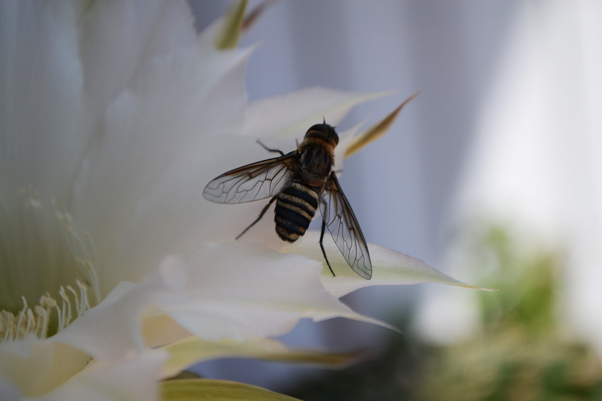 Пчела на кактусе - Анастасия Веременко