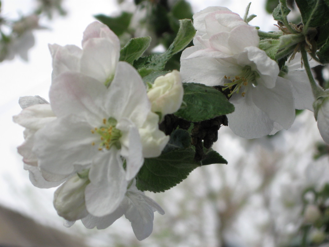 яблоня цветет - иван 