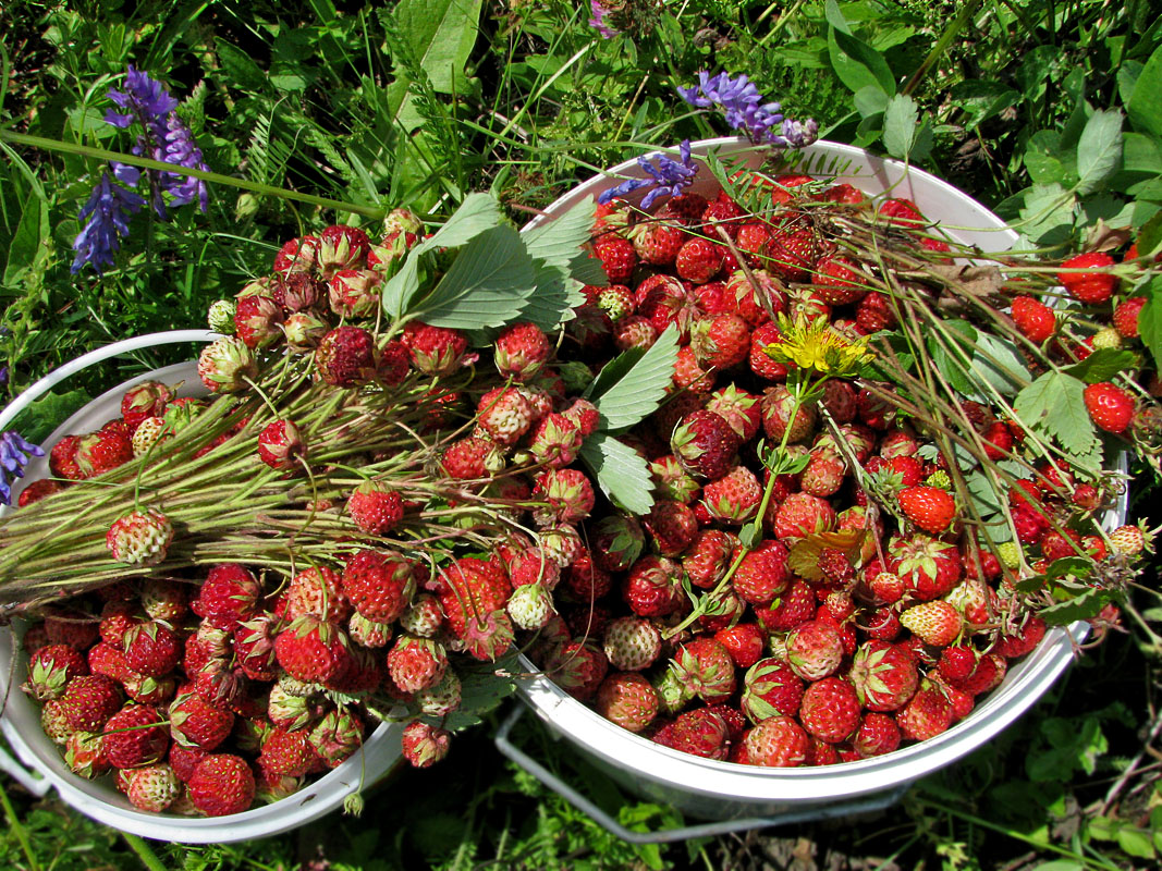 клубника луговая фото ягода