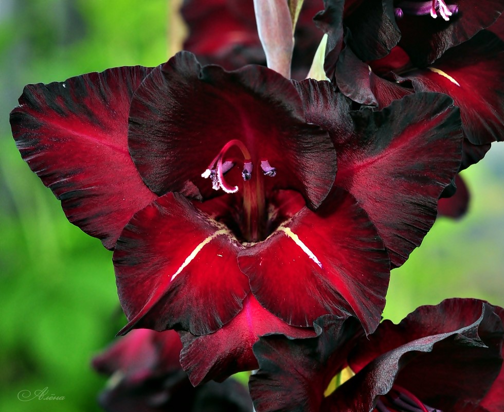 Цветок гладиолуса - Алёна 