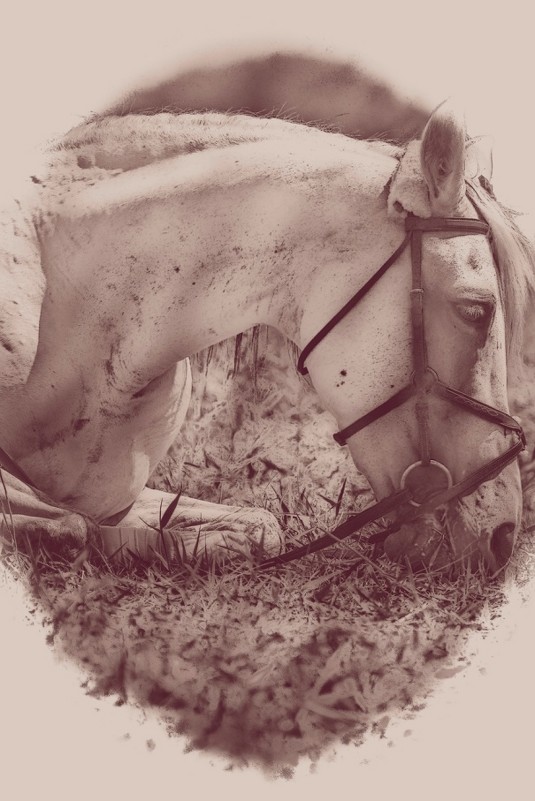 Horse 4 - Юрий Goa