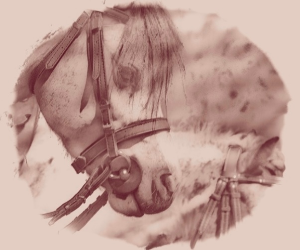 Horse 1 - Юрий Goa