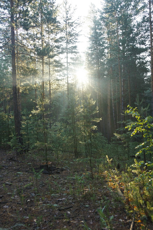Утро в лесу - Kamyshlov Victor 