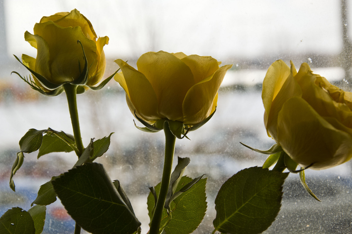 Розы на окне - Елена Зинякова