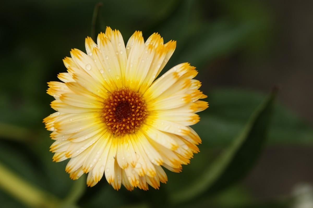Солнечный цветок - Евгения Федорова