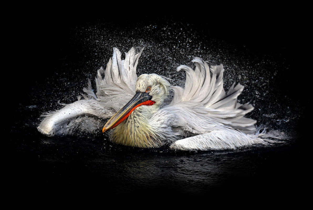 пеликаны - Михаил Бибичков