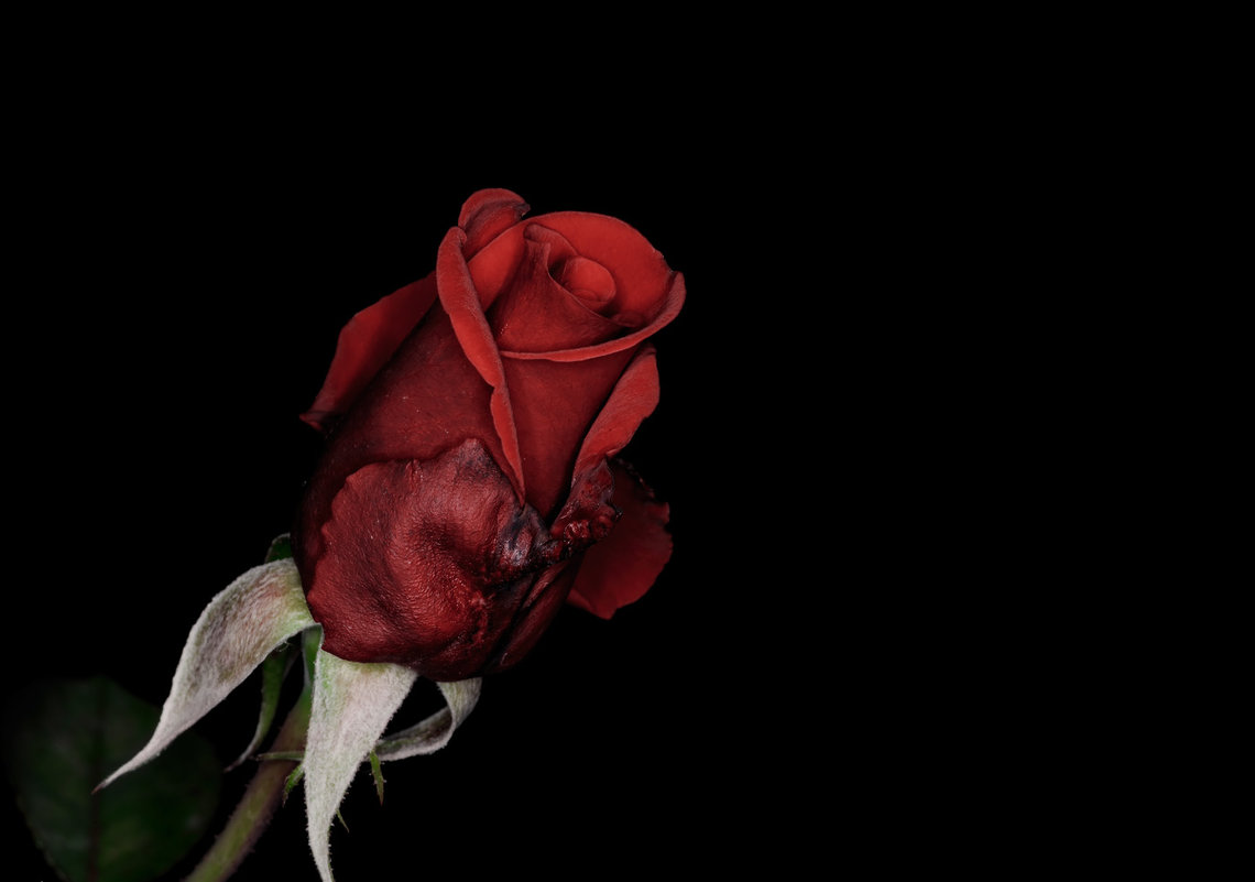Красная роза... - Александр Вивчарик