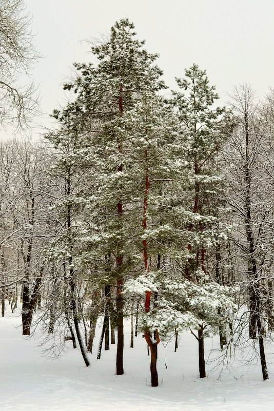 зима - Александръ Морозовъ