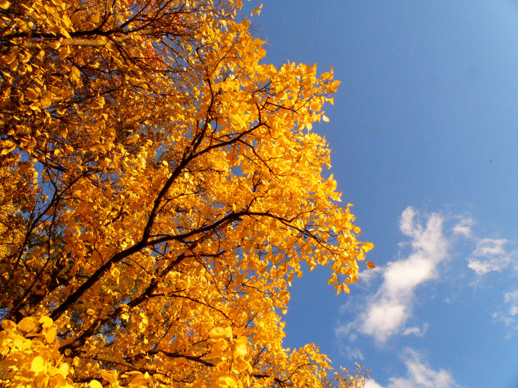 Осеннее золото и синева - Андрей Головкин