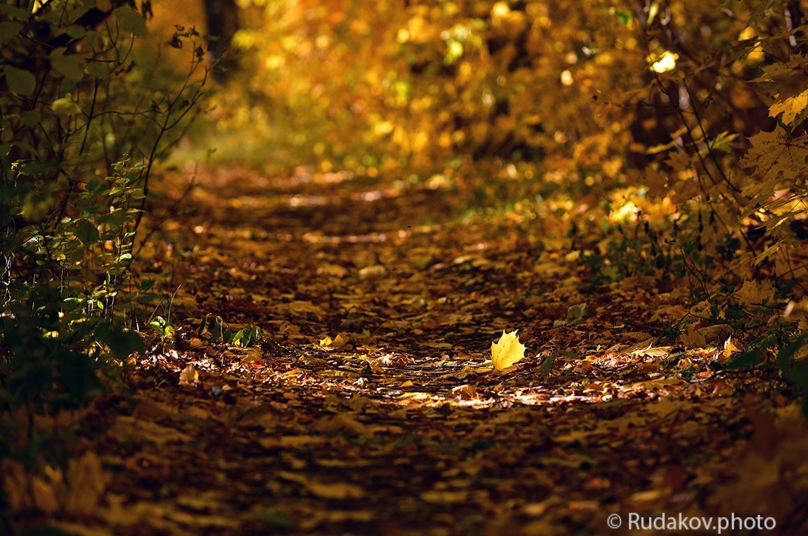 На ковре из желтых листьев - Сергей 