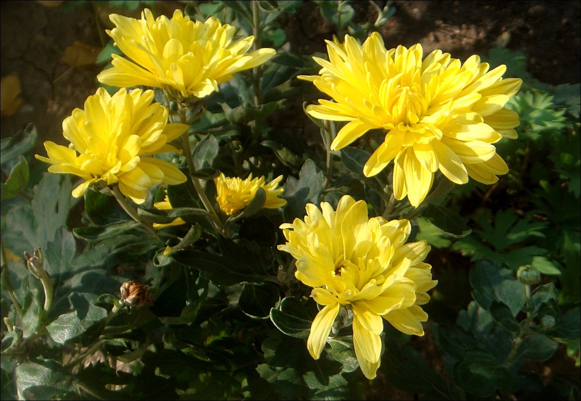 Солнечные хризантемы - Нина Корешкова