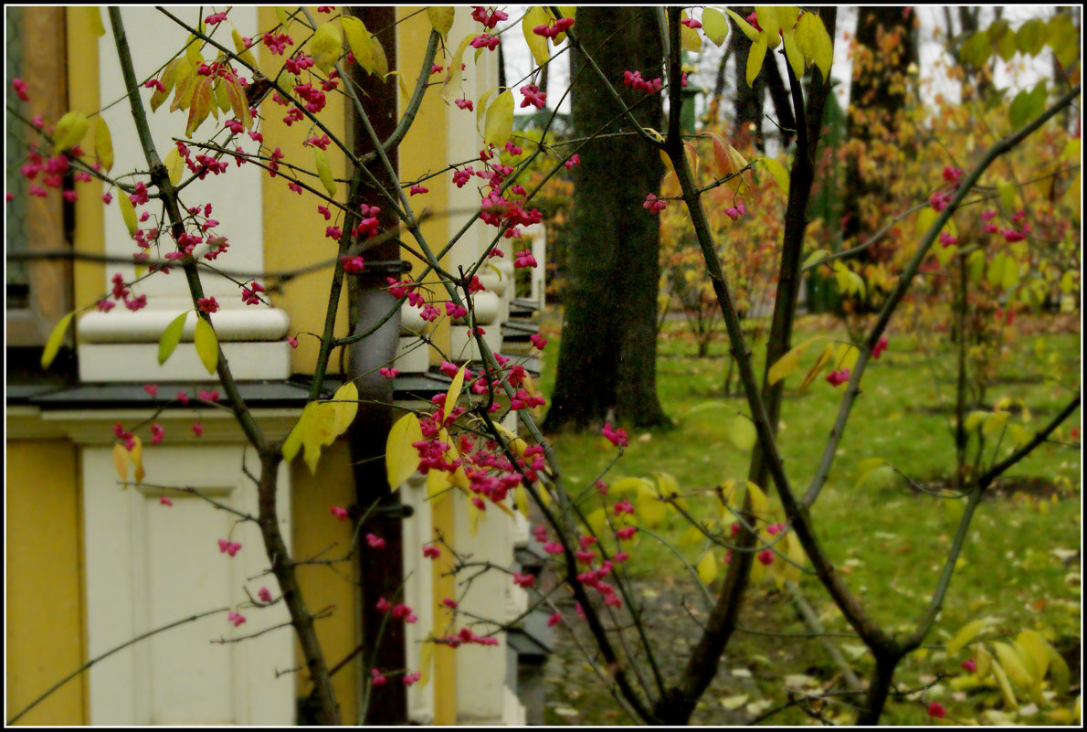 Осень в Летнем саду - Galina Belugina