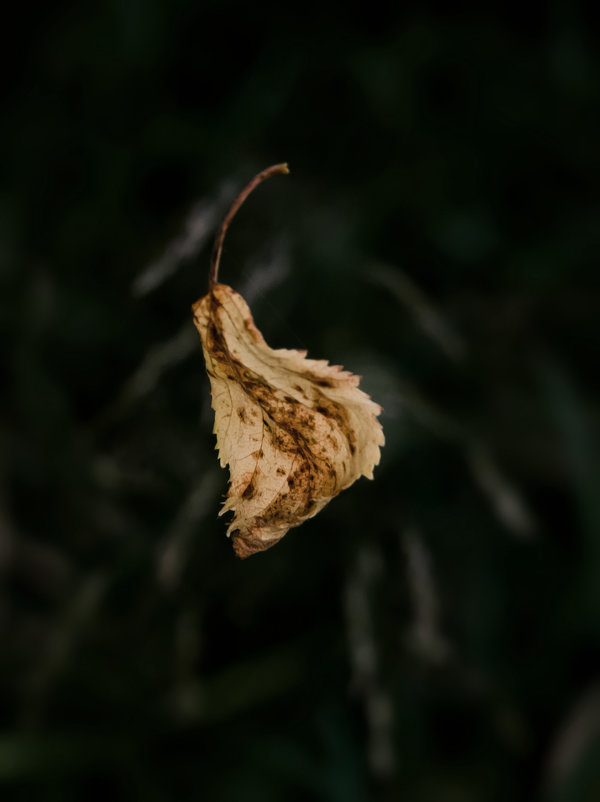 Осенний лист - Алена Малыгина
