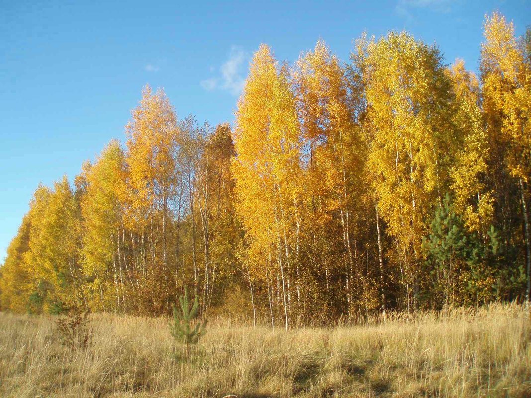 Karsakiškio ruduo / Autumn in Karsakiškis - silvestras gaiziunas gaiziunas