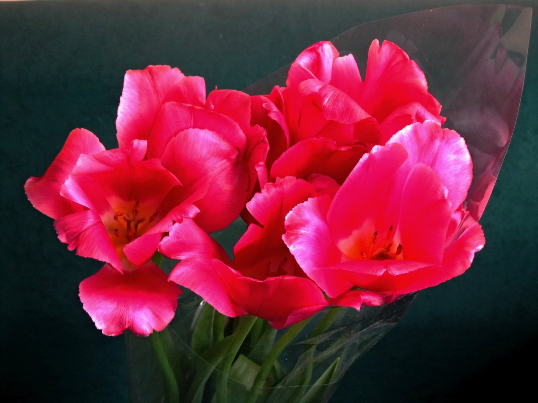 Тюльпаны - Сергей Карачин