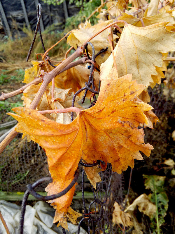 Осенний лист винограда - Татьяна Королёва
