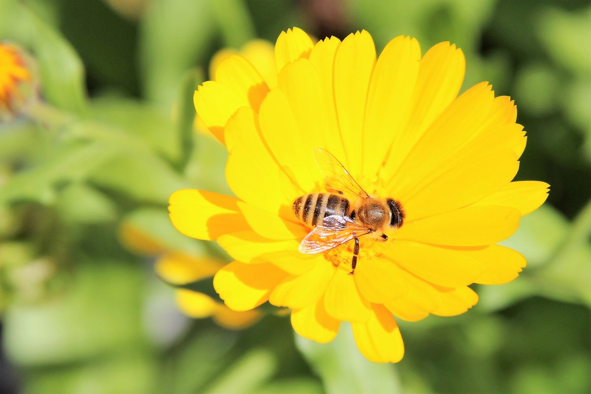 пчела - андрей шилов