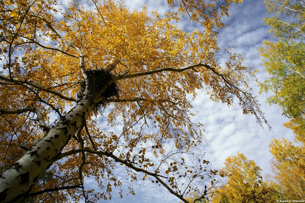Осенний лес - Eugene A. Chigrinski