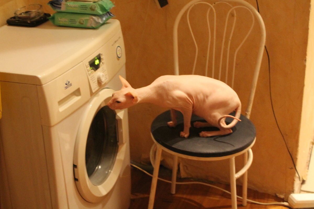 кот и стиральная машина - maikl falkon 