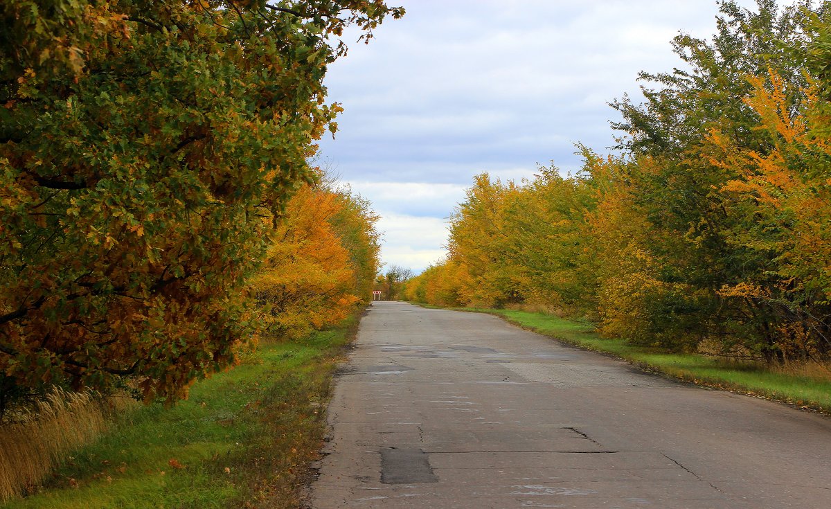 дорога в осень - Владимир Суязов